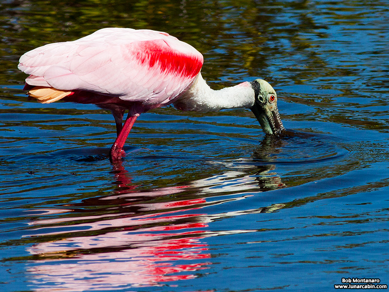 minwr_spoonbills_160205_7
