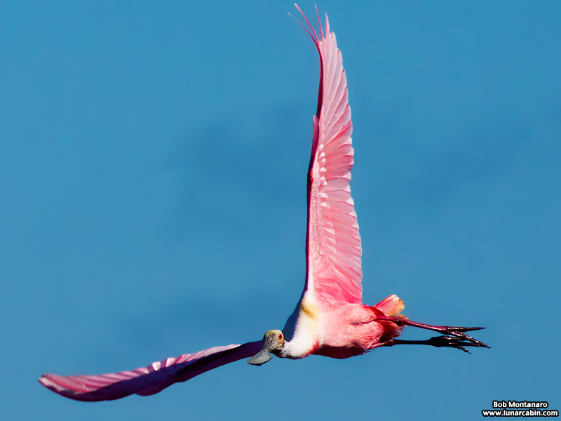 minwr_spoonbills_160205_8