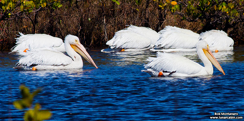 minwr_white_pelicans_160205_10
