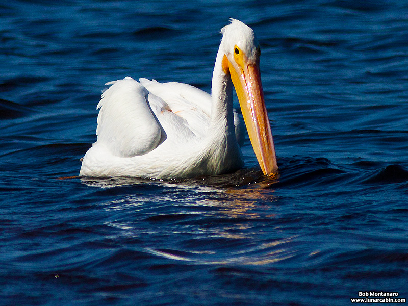 minwr_white_pelicans_160205_11