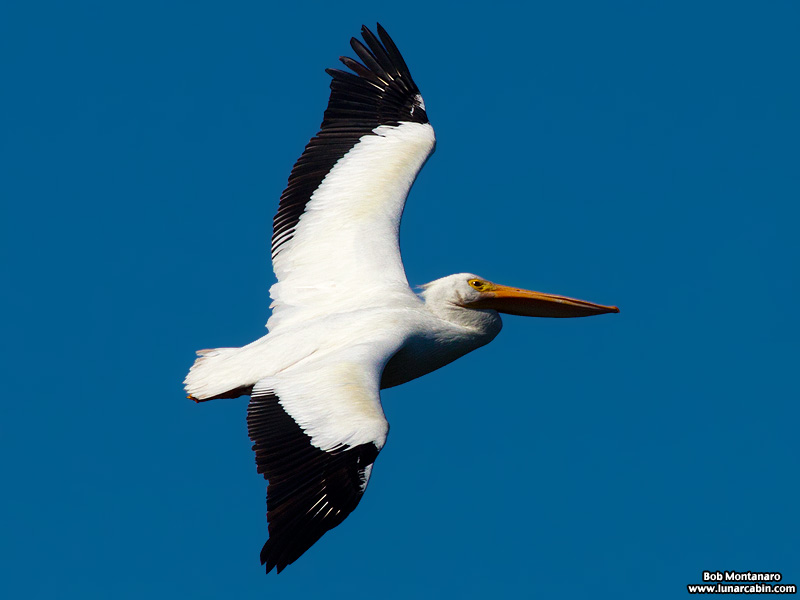 minwr_white_pelicans_160205_3