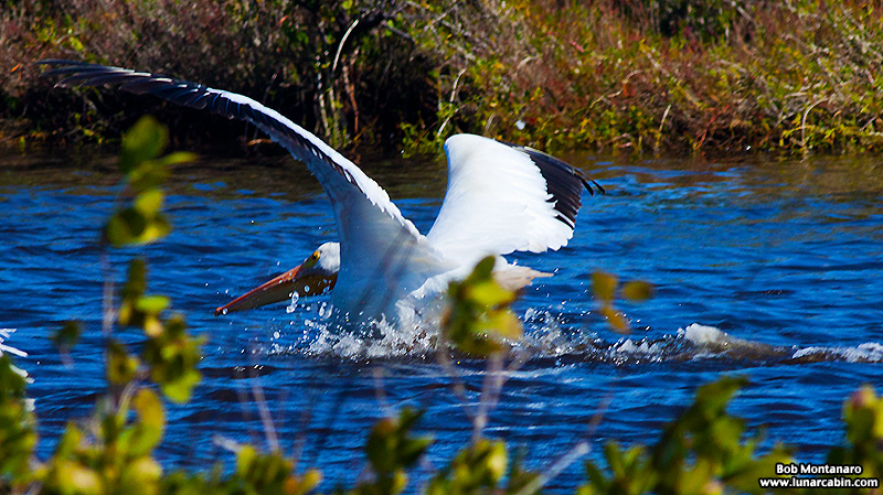 minwr_white_pelicans_160205_7