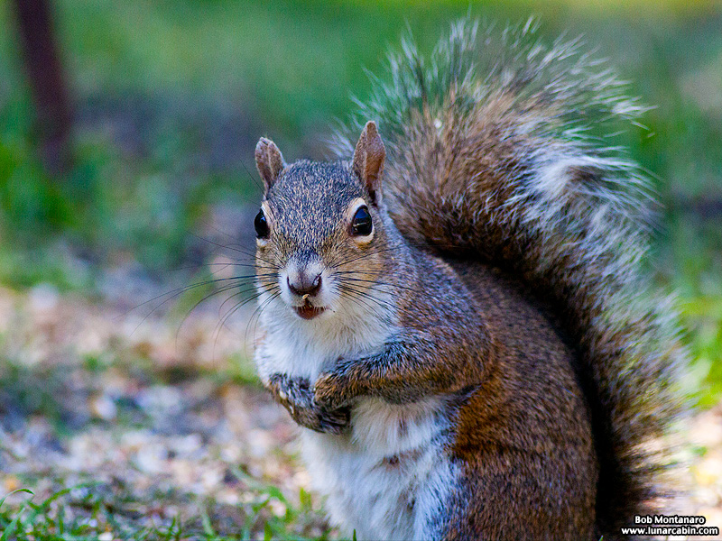 backyard_squirrel_160312_1