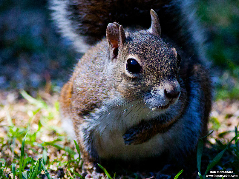 backyard_squirrel_160312_2