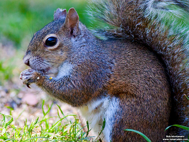 backyard_squirrel_160312_3