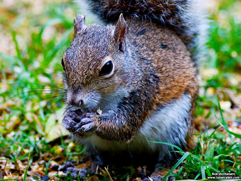 backyard_squirrel_160312_4