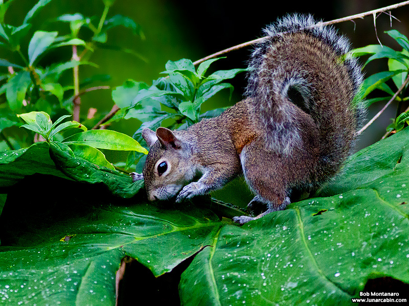 backyard_squirrel_160312_5