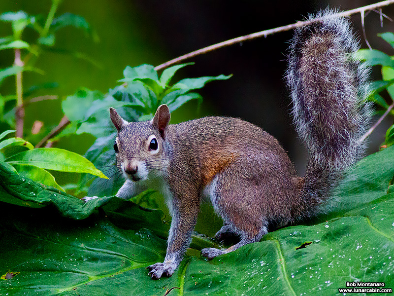 backyard_squirrel_160312_6