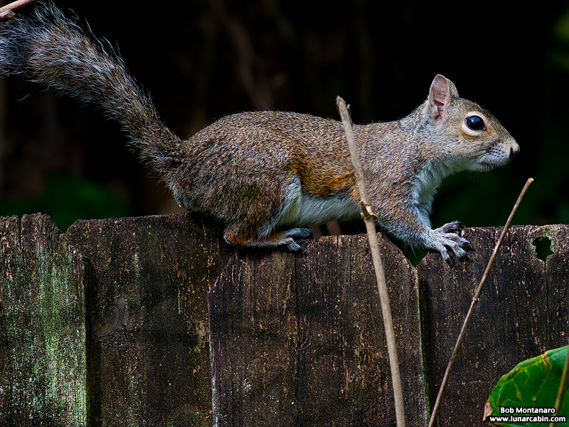 backyard_squirrel_160312_7