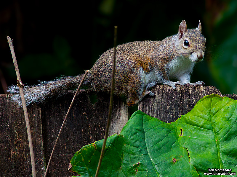 backyard_squirrel_160312_8