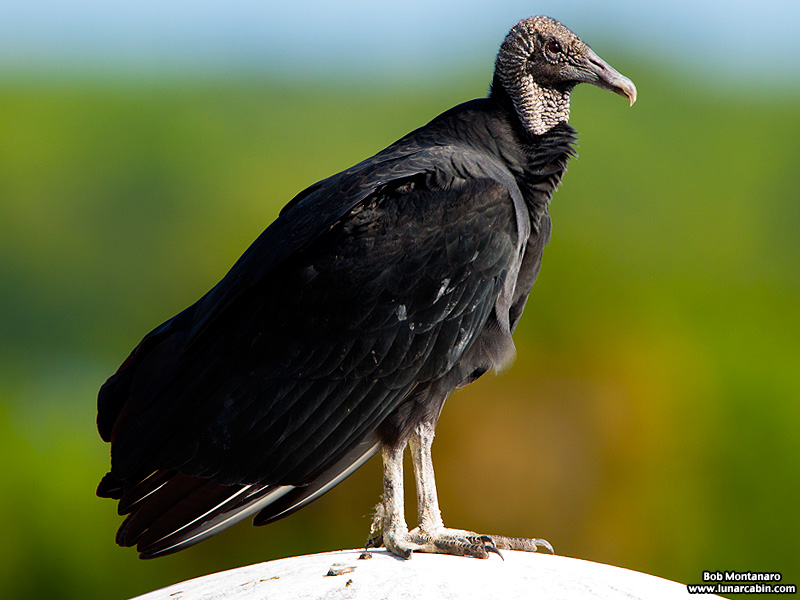 black_vulture_151031_3