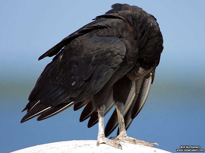 black_vulture_151031_4