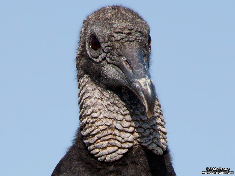 black_vulture_151031_5