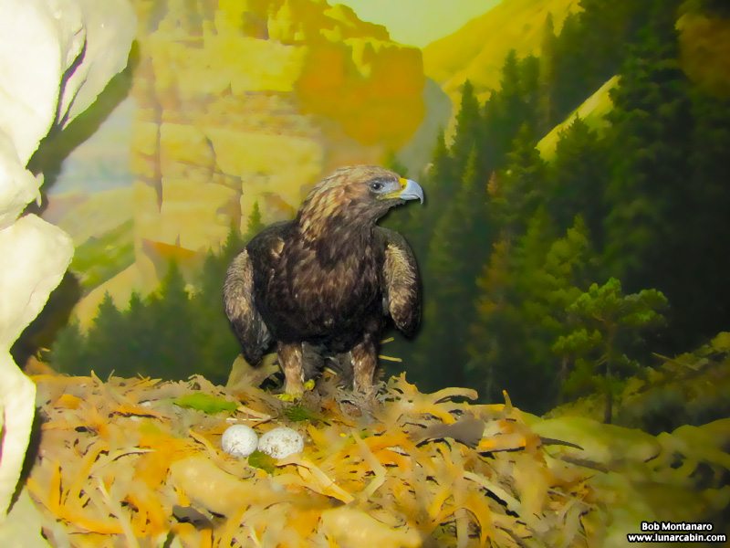 ny_stuffed_birds_101129_3