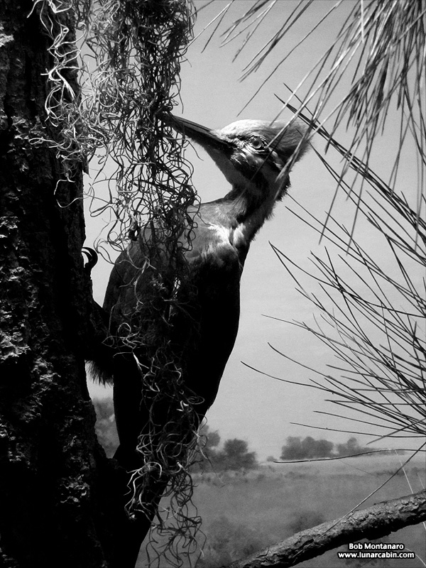 ny_stuffed_birds_101129_5