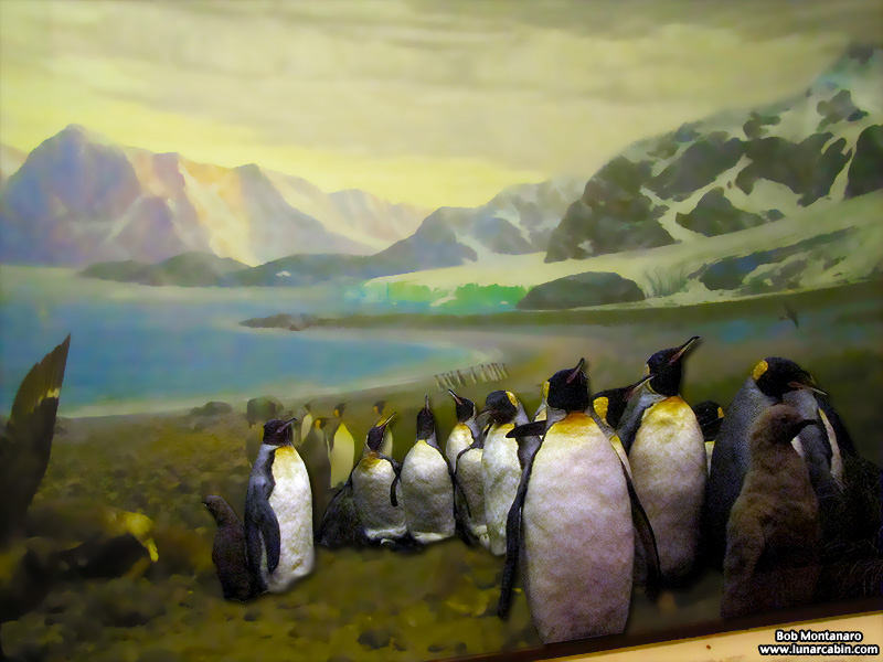 ny_stuffed_birds_101129_7