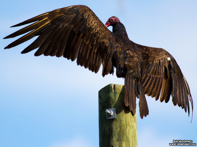 vultures_160425_1