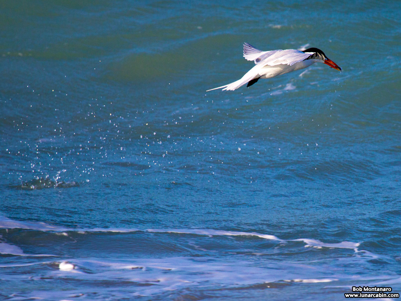 feeding_frenzy_160501_12