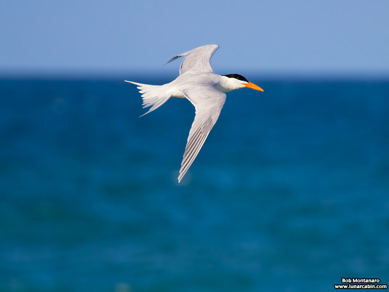 feeding_frenzy_160501_7