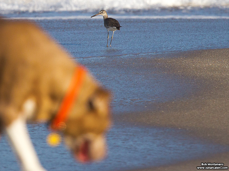 feeding_frenzy_160501_9
