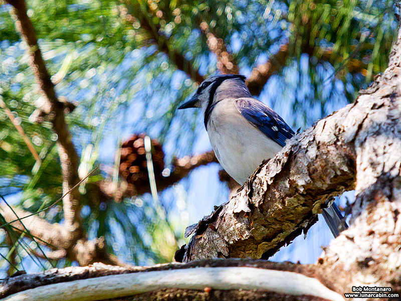 indrio_savannahs_160508_12