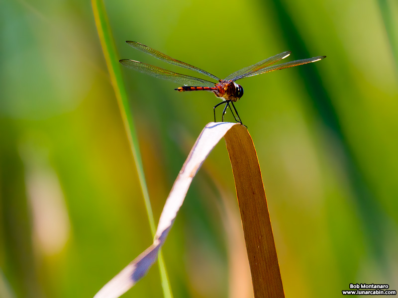 indrio_savannahs_160508_15