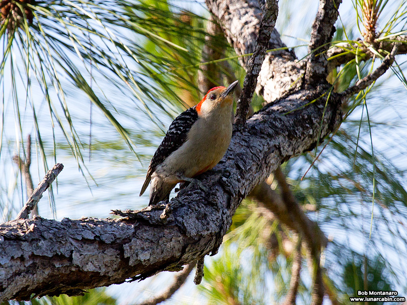 indrio_savannahs_160508_2