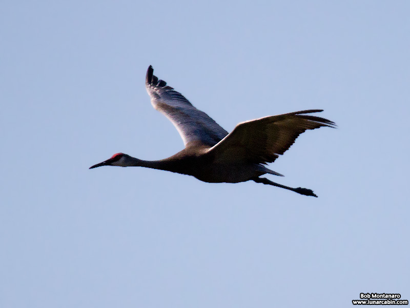 indrio_savannahs_160508_4