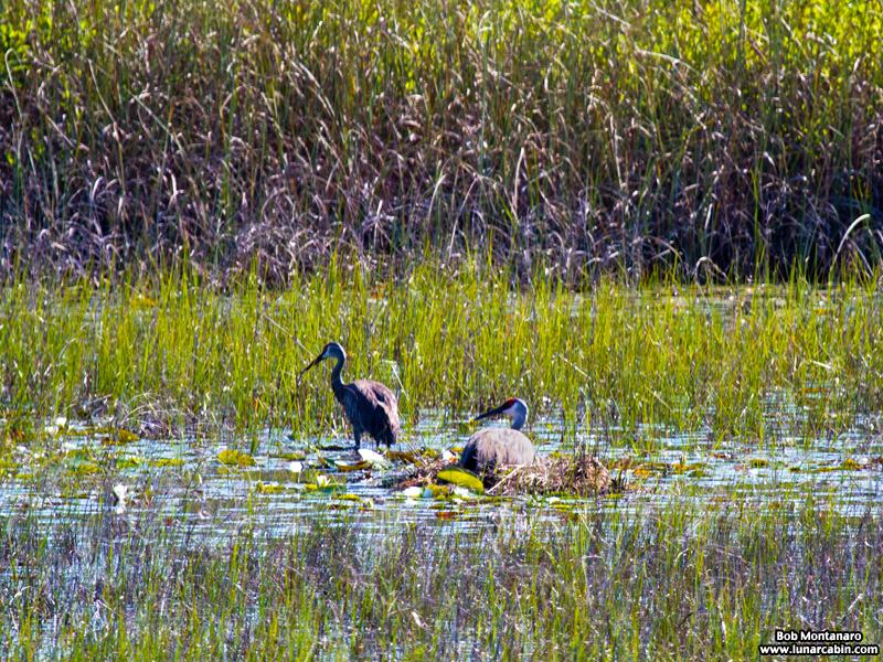 indrio_savannahs_160508_5