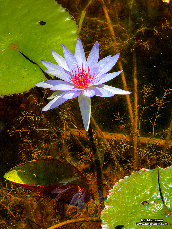 mckee_dinosaurs_160419_26