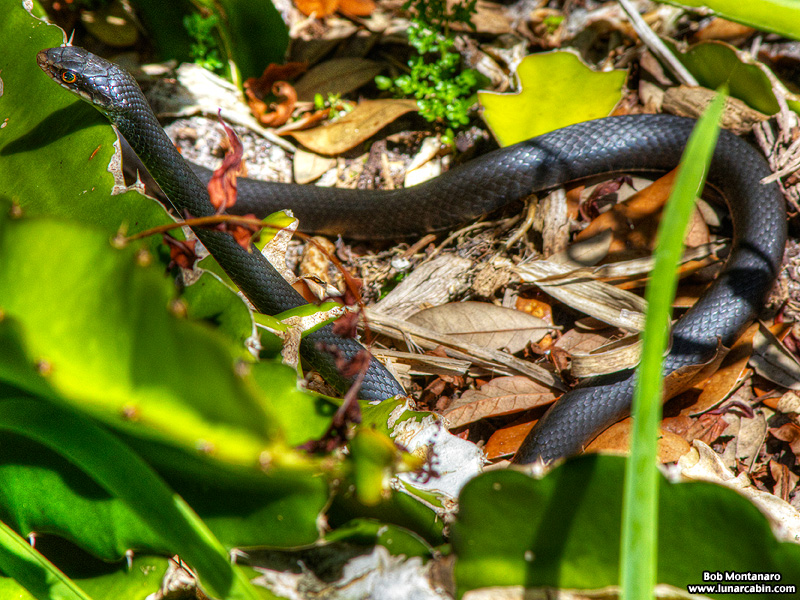 mckee_dinosaurs_160419_32