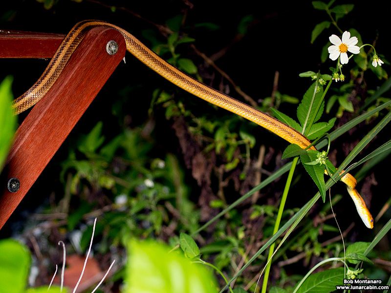 rat_snake_160501_12