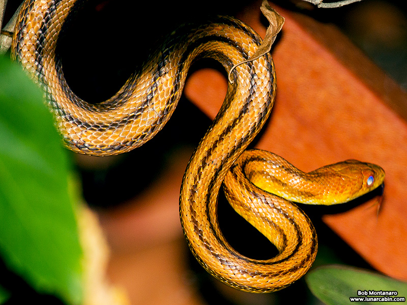 rat_snake_160501_4