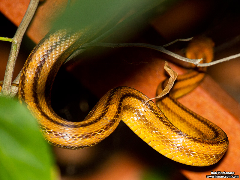 rat_snake_160501_5