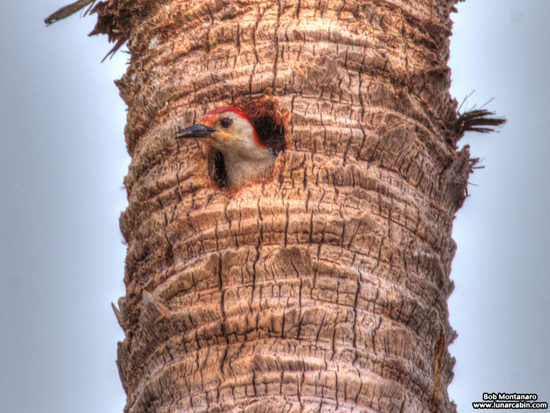 redbellied_woodpecker_160519_1