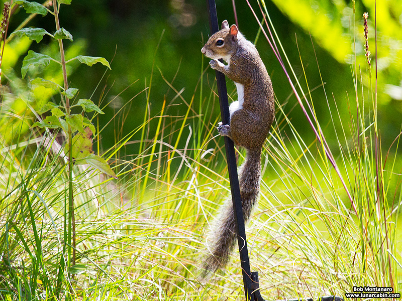 redbellied_woodpecker_160519_12