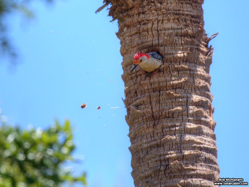 redbellied_woodpecker_160519_2