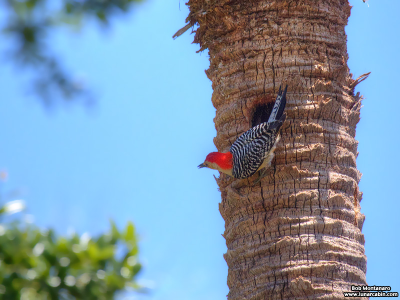 redbellied_woodpecker_160519_4