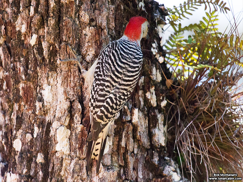 redbellied_woodpecker_160519_8