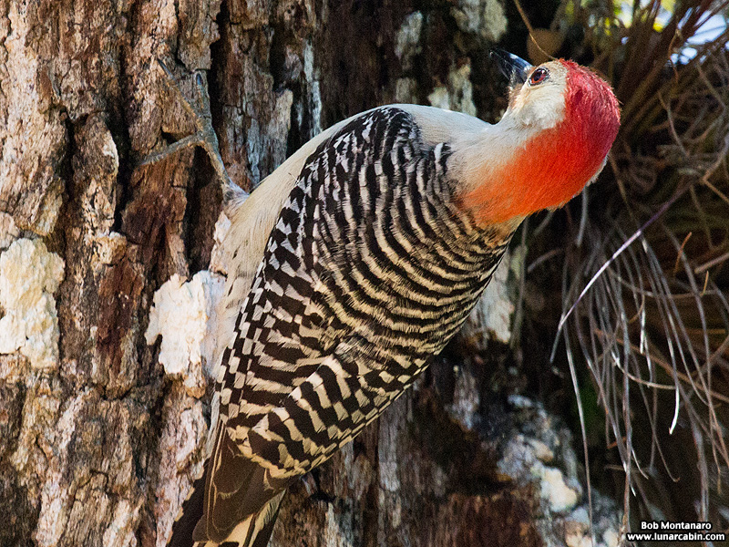 redbellied_woodpecker_160519_9