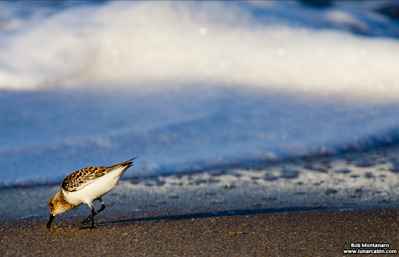 sunday_stroll_160515_10