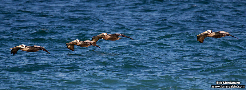 sunday_stroll_160515_3