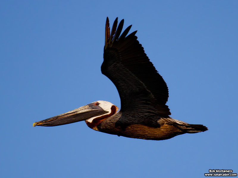 sunday_stroll_160515_6