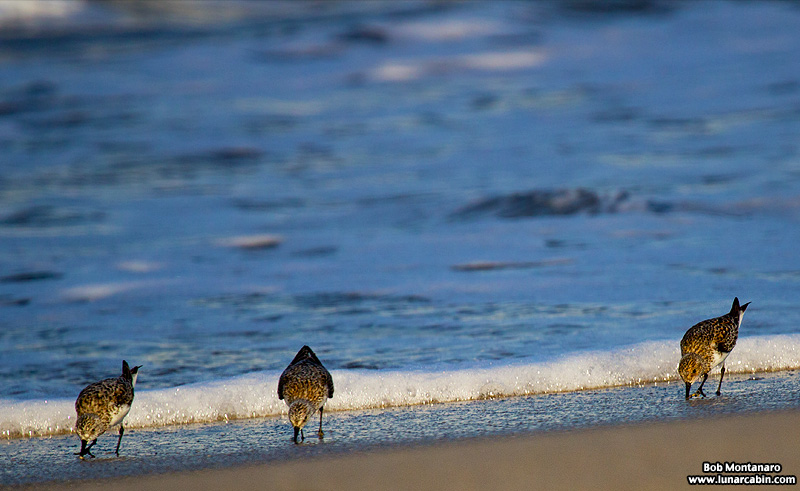 sunday_stroll_160515_8