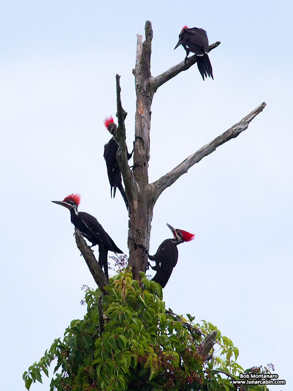 pileated_woodpeckers_160617_1