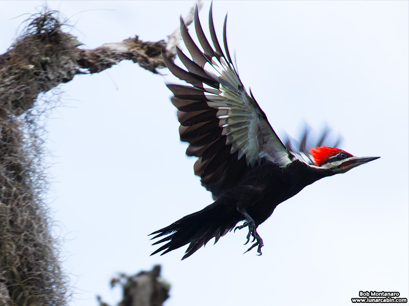 pileated_woodpeckers_160617_2