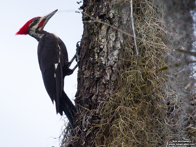 pileated_woodpeckers_160617_3