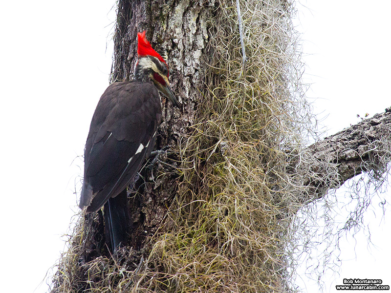 pileated_woodpeckers_160617_4
