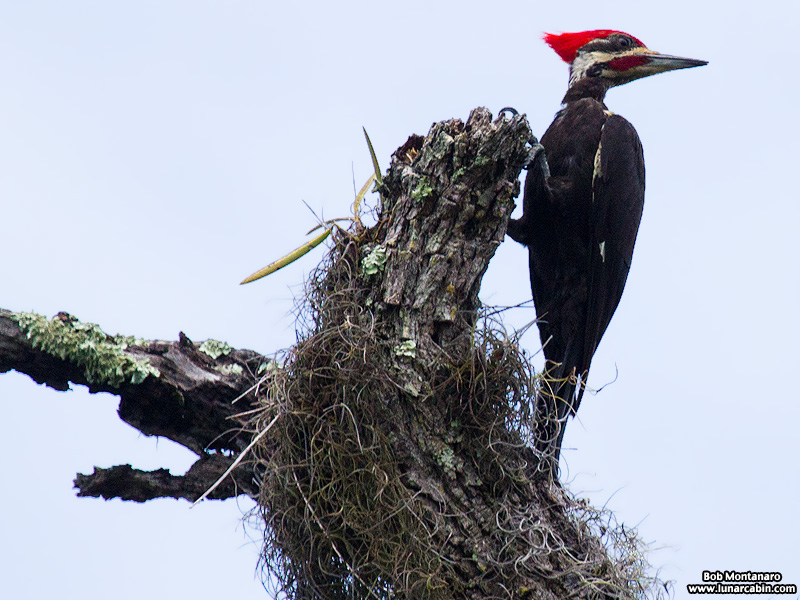 pileated_woodpeckers_160617_6