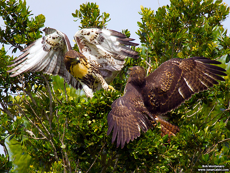 indian_river_club_130603_10